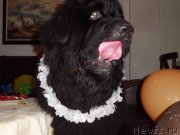 Превью фото № 125300