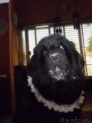 Превью фото № 125304