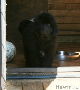 Превью фото № 125315