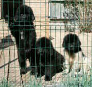 Превью фото № 125318