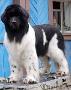 Превью фото № 125324