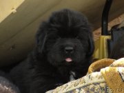 Превью фото № 125334