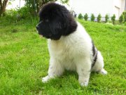 Превью фото № 125348