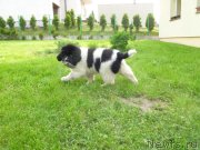 Превью фото № 125349