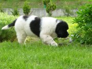 Превью фото № 125351