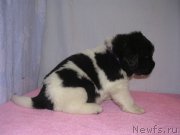 Превью фото № 125406