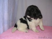 Превью фото № 125407