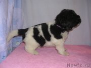 Превью фото № 125408