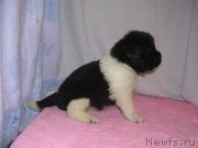 Превью фото № 125410