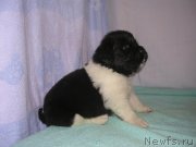 Превью фото № 125411