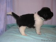 Превью фото № 125412