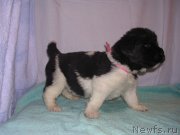 Превью фото № 125414