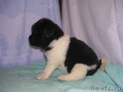 Превью фото № 125416