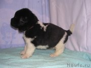 Превью фото № 125426