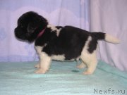 Превью фото № 125427