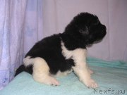 Превью фото № 125430