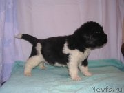 Превью фото № 125431