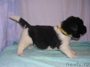 Превью фото № 125433