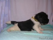 Превью фото № 125435