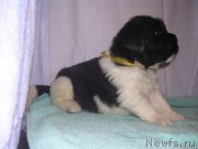 Превью фото № 125436