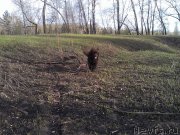 Превью фото № 125475