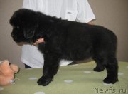 Превью фото № 125476