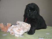 Превью фото № 125483