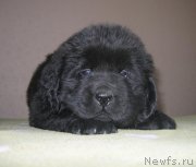 Превью фото № 125488