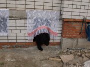 Превью фото № 125493