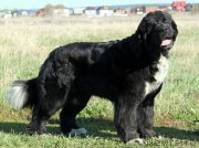 Превью фото № 125523