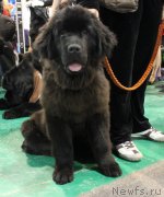 Превью фото № 125544