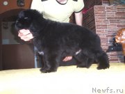 Превью фото № 125601