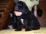 Превью фото № 125602