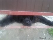 Превью фото № 125655