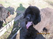 Превью фото № 125772