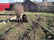 Превью фото № 125776