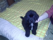 Превью фото № 125851