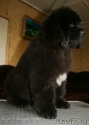 Превью фото № 125855