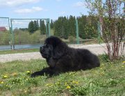 Превью фото № 125868