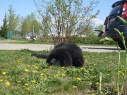 Превью фото № 125869