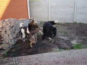 Превью фото № 125896