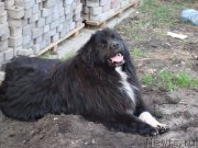 Превью фото № 125897