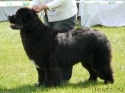 Превью фото № 125900