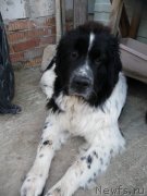 Превью фото № 125913