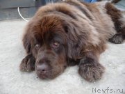 Превью фото № 125914