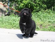 Превью фото № 125918