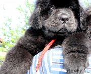 Превью фото № 125920