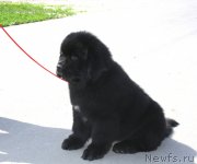 Превью фото № 125921