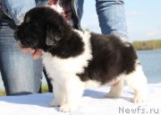 Превью фото № 125934