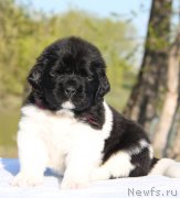 Превью фото № 125942